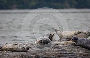 Harbor Seals hauling on rocks in the Damariscotta River on a cloudy misty summer afternoon