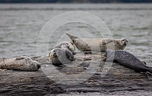 Harbor Seals hauling on rocks in the Damariscotta River on a cloudy misty summer afternoon