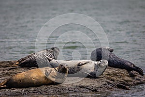 Harbor Seals hauling on rocks in the Damariscotta River on a cloudy misty summer afternoon