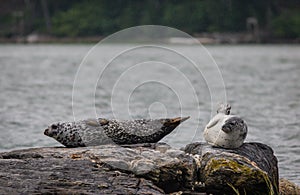 Harbor Seals hauling on rocks in the Damariscotta River on a cloudy misty summer afternoon