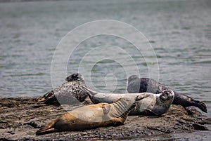 Harbor Seals hauling on rocks in the Damariscotta River on a cloudy misty summer afternoon