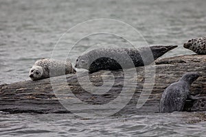 Harbor Seals hauling on rocks in the Damariscotta River on a cloudy misty summer afternoon