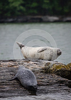 Harbor Seals hauling on rocks in the Damariscotta River on a cloudy misty summer afternoon