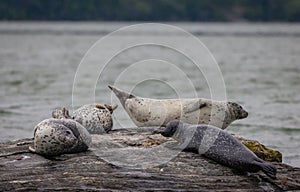 Harbor Seals hauling on rocks in the Damariscotta River on a cloudy misty summer afternoon