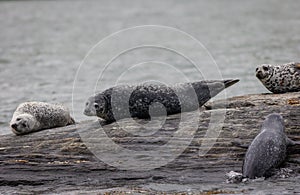 Harbor Seals hauling on rocks in the Damariscotta River on a cloudy misty summer afternoon