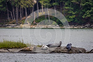 Harbor Seals hauling on rocks in the Damariscotta River on a cloudy misty summer afternoon