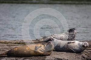 Harbor Seals hauling on rocks in the Damariscotta River on a cloudy misty summer afternoon