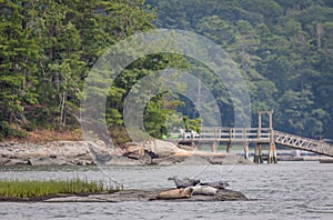 Harbor Seals hauling on rocks in the Damariscotta River on a cloudy misty summer afternoon