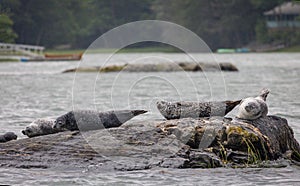 Harbor Seals hauling on rocks in the Damariscotta River on a cloudy misty summer afternoon