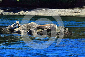Group of Harbour Seals on Rock Outcropping near Sidney off South Vancouver Island, British Columbia, Canada photo