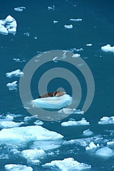 Harbor seals in ice floe