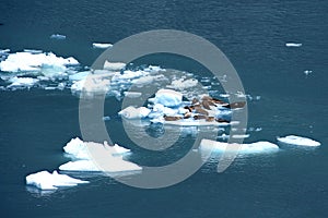 Harbor seals in ice floe