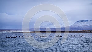 Harbor seals in Iceland