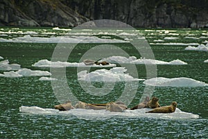 Harbor Seals on a LeConte Glacier Ice Flow