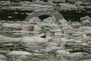 Harbor Seals on a LeConte Glacier Ice Flow