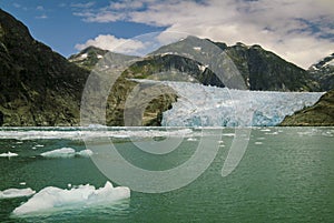 Harbor Seals on a LeConte Glacier Ice Flow