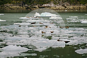Harbor Seals on a LeConte Glacier Ice Flow