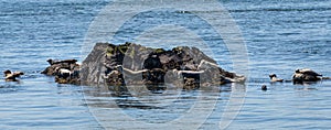 Harbor seals lounging on rocks in the Salish Sea, San Juan Islands, USA photo