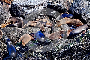 Harbor seals photo