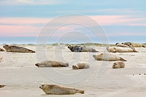 Harbor Seals Phoca vitulina