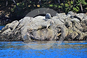 Harbor Seals, Phoca vitulina, camouflaged on Rocks near Sidney, Vancouver Island, British Columbia photo