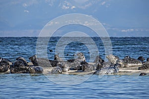 Harbor Seals (Phoca vitulina) hauled out on rocks. photo