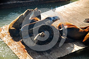 Harbor seals shake off