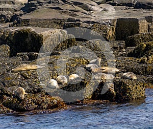 Harbor seals snooze on a rocky shoreline