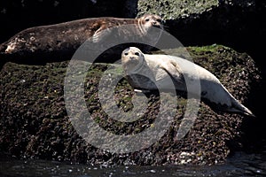 Harbor seals sunning