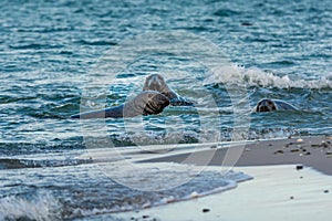 Harbor seals swimming in the ocean. Picture from Falsterbo in Scania, Sweden