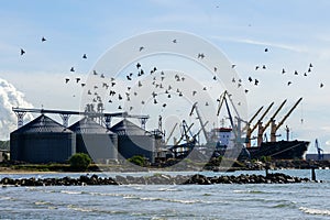 Harbor view with flock of flying birds, grain terminal silos, many shore cranes and bulk ship