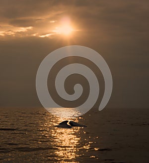 Harbour Porpoise against sunlight