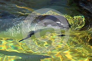 Harbour porpoise photo