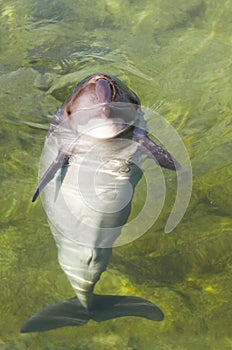 Harbour porpoise or Phocoena phocoena