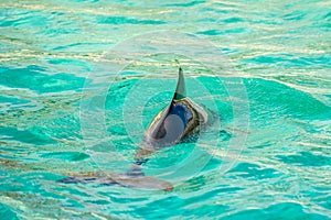 Harbour porpoise in a zoo