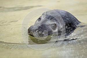 Harbour seal