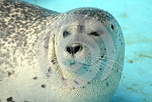 Harbour seal