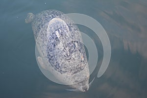 Harbour seal in British Columbia