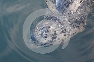 Harbour seal at British Columbia