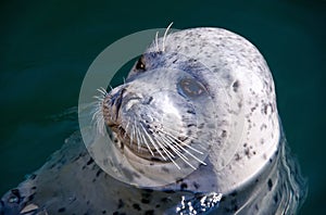 Harbour Seal or common seal (Phoca Vitulina)