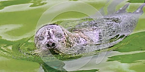 Harbour Seal, Deltapark Neeltje-Jans, Netherlands