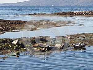 Harbour Seal landscape, Scotland