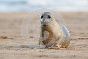 Harbour Seal, Phoca vitulina