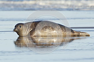 Harbour Seal, Phoca vitulina