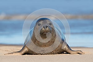 Harbour Seal, Phoca vitulina