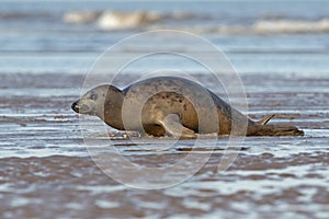 Harbour Seal, Phoca vitulina