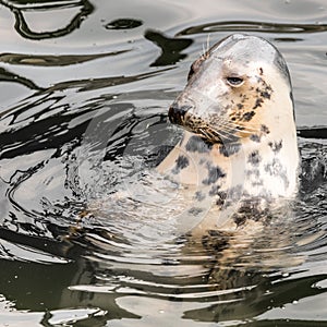 Harbour Seal (Phoca vitulina) pokes his head out of the water