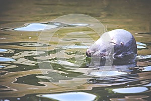 Harbour Seal (Phoca vitulina) pokes his head out of the water