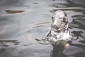 Harbour Seal (Phoca vitulina) pokes his head out of the water