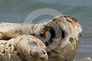 Sleepy Harbour seals resting on beach